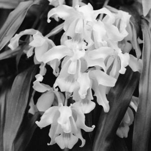 <strong>Orchid I</strong><br>14.7 x 22”<br>Platnium & Palladium